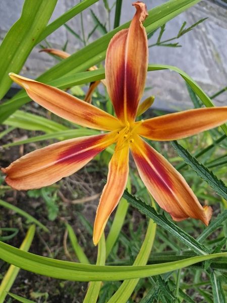 Beplanting door Stek Hovenier